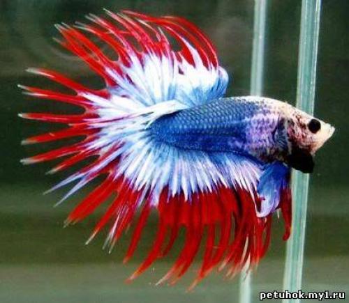 16 лучших аквариумных рыбок. ТОП-16 лучших аквариумных рыбок 21 16 лучших аквариумных рыбок. ТОП-16 лучших аквариумных рыбок 21