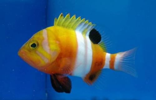 16 лучших аквариумных рыбок. ТОП-16 лучших аквариумных рыбок 11