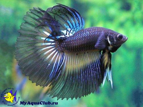 16 лучших аквариумных рыбок. ТОП-16 лучших аквариумных рыбок 19 16 лучших аквариумных рыбок. ТОП-16 лучших аквариумных рыбок 19