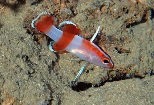 16 лучших аквариумных рыбок. ТОП-16 лучших аквариумных рыбок 13