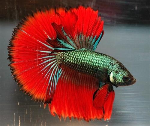 16 лучших аквариумных рыбок. ТОП-16 лучших аквариумных рыбок 18 16 лучших аквариумных рыбок. ТОП-16 лучших аквариумных рыбок 18