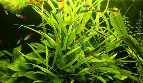 Набор растений для нано аквариумов. Растительный мир 06 Набор растений для нано аквариумов. Растительный мир 06