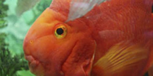 Набор растений для нано аквариумов. Растительный мир 05 Набор растений для нано аквариумов. Растительный мир 05