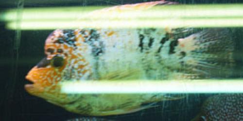 Набор растений для нано аквариумов. Растительный мир 04 Набор растений для нано аквариумов. Растительный мир 04