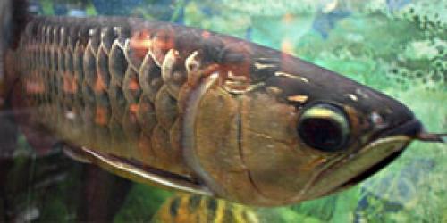 Набор растений для нано аквариумов. Растительный мир 01 Набор растений для нано аквариумов. Растительный мир 01