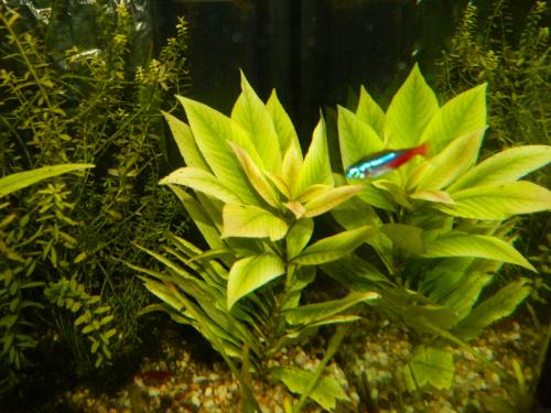 Набор растений для нано аквариумов. Растительный мир 09 Набор растений для нано аквариумов. Растительный мир 09