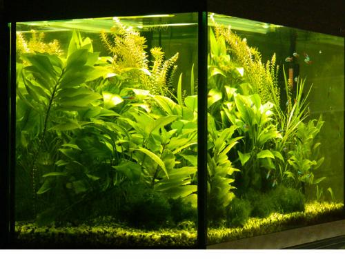 Набор растений для нано аквариумов. Растительный мир 07 Набор растений для нано аквариумов. Растительный мир 07