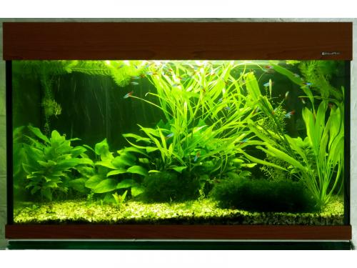 Набор растений для нано аквариумов. Растительный мир 08 Набор растений для нано аквариумов. Растительный мир 08