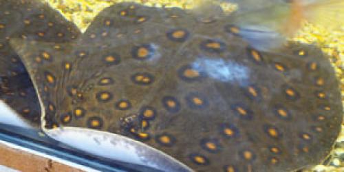 Набор растений для нано аквариумов. Растительный мир 02 Набор растений для нано аквариумов. Растительный мир 02