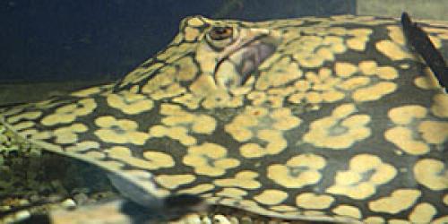 Набор растений для нано аквариумов. Растительный мир 03 Набор растений для нано аквариумов. Растительный мир 03