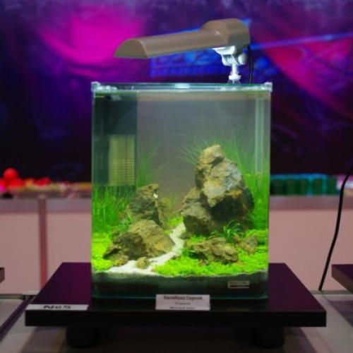 Топ 12 аквариумных растений для нано аквариума. Что такое нано аквариум?