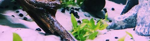 Растения для травника. Инструкция по сооружению