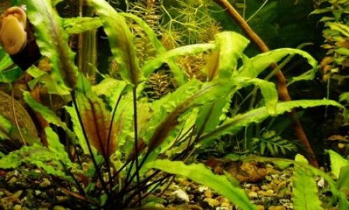 Топ 10 самые быстрорастущие аквариумные растения. Быстрорастущие аквариумные растения