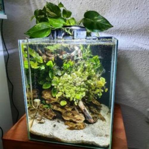 Растения для травника. Инструкция по сооружению