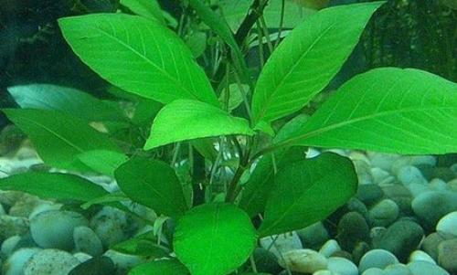 Топ 10 самые быстрорастущие аквариумные растения. Быстрорастущие аквариумные растения