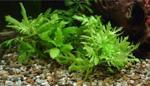 Топ 10 самые быстрорастущие аквариумные растения. Быстрорастущие аквариумные растения
