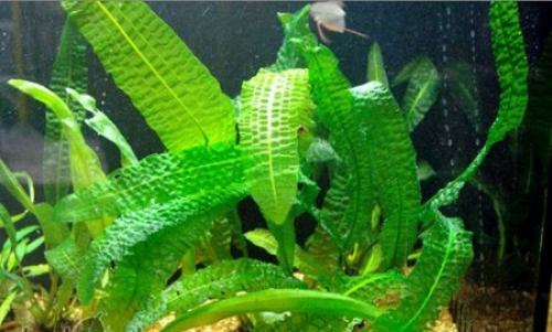 Топ 10 самые быстрорастущие аквариумные растения. Быстрорастущие аквариумные растения