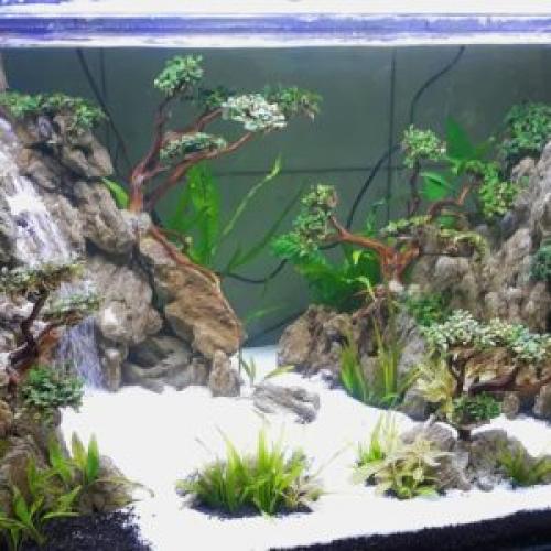 Растения для травника. Инструкция по сооружению