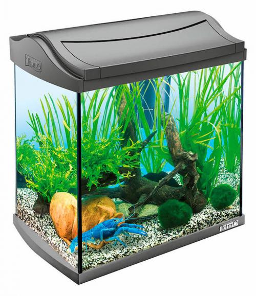 12 лучших аквариумных растений. Виды аквариумных растений 03 12 лучших аквариумных растений. Виды аквариумных растений 03