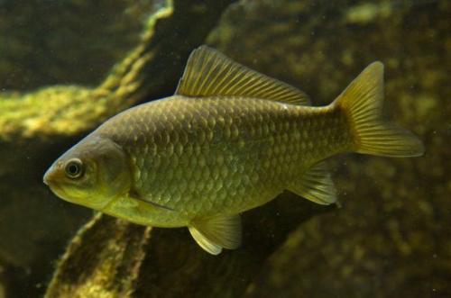 Самые неприхотливые золотые рыбки. Золотые рыбки и все об их содержании