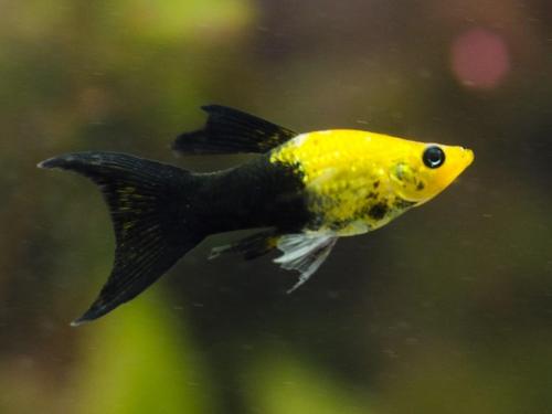 Самые неприхотливые аквариумные рыбки. Самые легкие в содержании рыбки