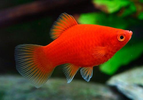 Самые неприхотливые аквариумные рыбки. Самые легкие в содержании рыбки