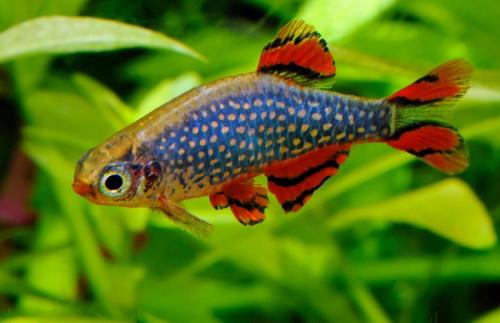 Самые неприхотливые аквариумные рыбки. Самые легкие в содержании рыбки 17 Самые неприхотливые аквариумные рыбки. Самые легкие в содержании рыбки 17