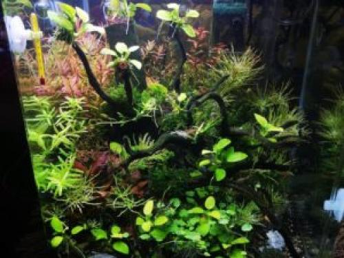 Полезные растения для аквариума. Растения в аквариум подходящие даже новичкам