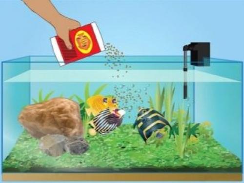 Самые неприхотливые аквариумные рыбки. Самые легкие в содержании рыбки 05 Самые неприхотливые аквариумные рыбки. Самые легкие в содержании рыбки 05