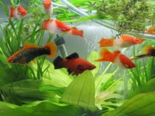 Самые неприхотливые аквариумные рыбки. Самые легкие в содержании рыбки 06 Самые неприхотливые аквариумные рыбки. Самые легкие в содержании рыбки 06