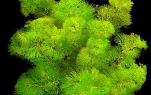 Самые неприхотливые аквариумные рыбки. Самые легкие в содержании рыбки 26 Самые неприхотливые аквариумные рыбки. Самые легкие в содержании рыбки 26