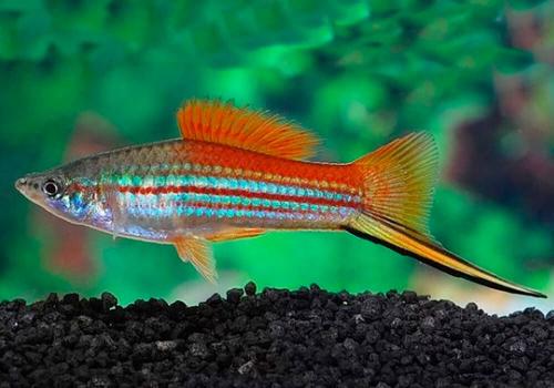 Самые неприхотливые аквариумные рыбки. Самые легкие в содержании рыбки