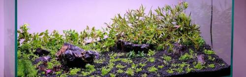 Полезные растения для аквариума. Растения в аквариум подходящие даже новичкам