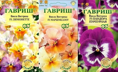 Куда лучше посадить виолу. Правильная посадка и уход за виолой в открытом грунте