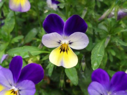 Куда лучше посадить виолу. Правильная посадка и уход за виолой в открытом грунте
