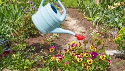 Куда лучше посадить виолу. Правильная посадка и уход за виолой в открытом грунте