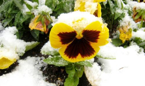 Как сажать виолу в кашпо. Как вырастить ампельные виолы из семян посевом в грунт 29