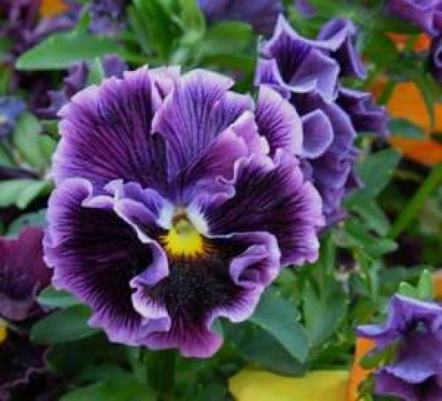 Как сажать виолу в кашпо. Как вырастить ампельные виолы из семян посевом в грунт 24