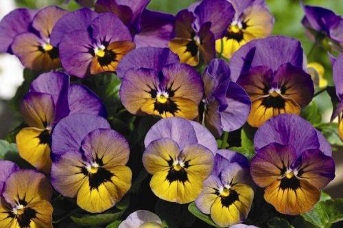 Как красиво посадить виолу. Виола (50 фото): виды, уход и посадка в открытом грунте