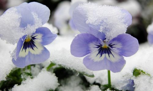 Как сажать виолу в кашпо. Как вырастить ампельные виолы из семян посевом в грунт 30