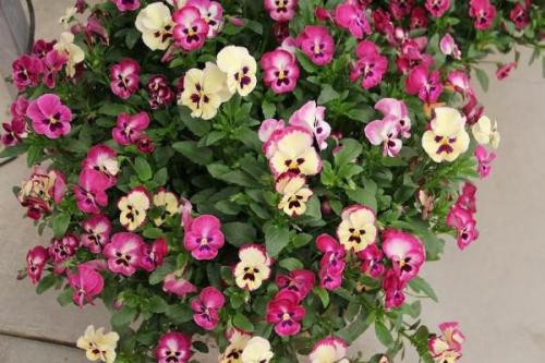 Куда лучше посадить виолу. Правильная посадка и уход за виолой в открытом грунте