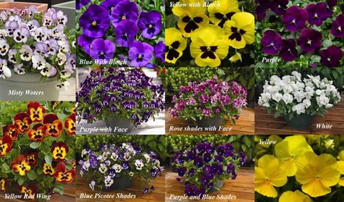 Виола в горшке. 