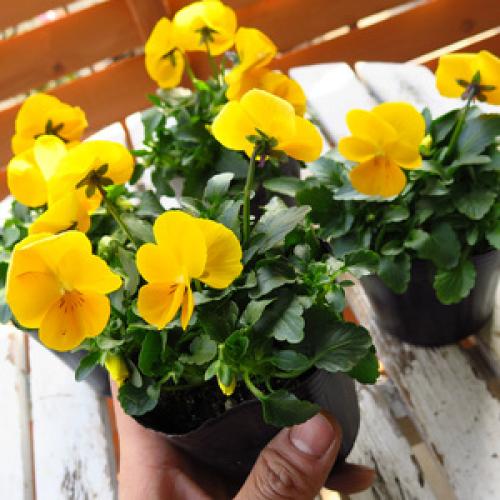 Как сажать виолу в кашпо. Как вырастить ампельные виолы из семян посевом в грунт 26