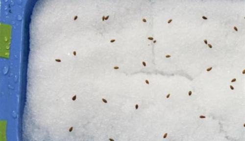 Куда лучше посадить виолу. Правильная посадка и уход за виолой в открытом грунте