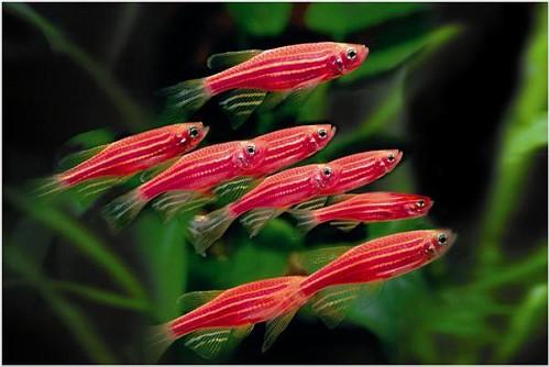 Неприхотливые аквариумные рыбки для начинающих. Особенности 20