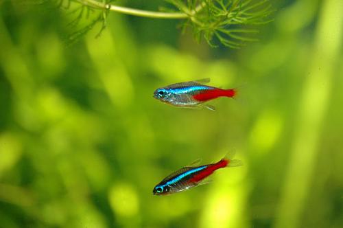 Неприхотливые аквариумные рыбки для начинающих. Особенности 12