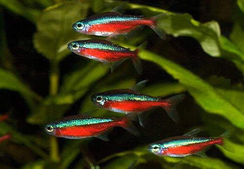 Неприхотливые аквариумные рыбки для начинающих. Особенности 14