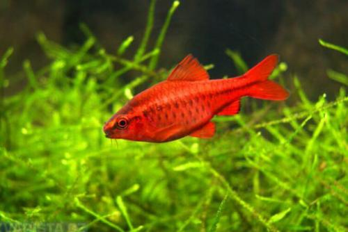 Неприхотливые аквариумные рыбки для начинающих. Особенности 05