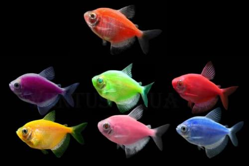 Неприхотливые аквариумные рыбки для начинающих. Особенности 04
