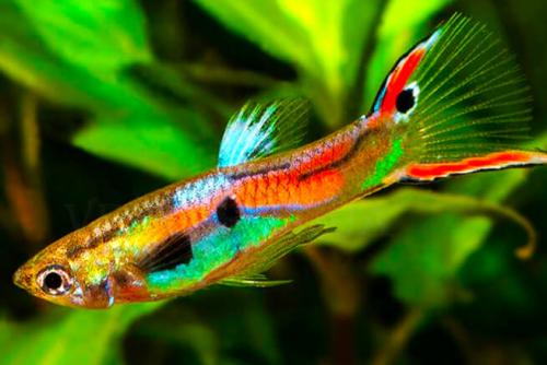 Неприхотливые аквариумные рыбки для начинающих. Особенности 02
